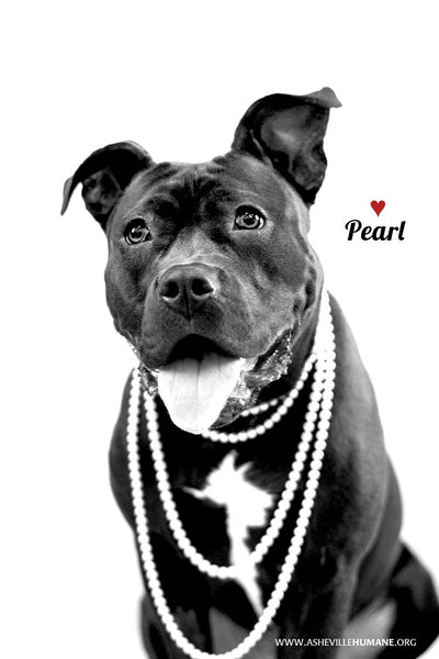 Glamour Shots with Asheville Humane Society: Pearl