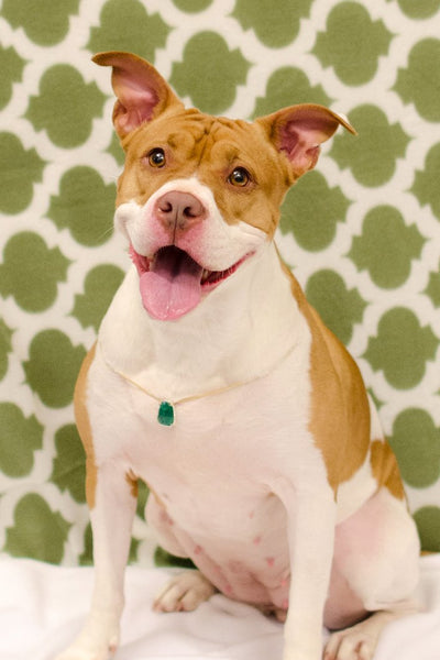 Glamour Shots with Asheville Humane Society: Emerald